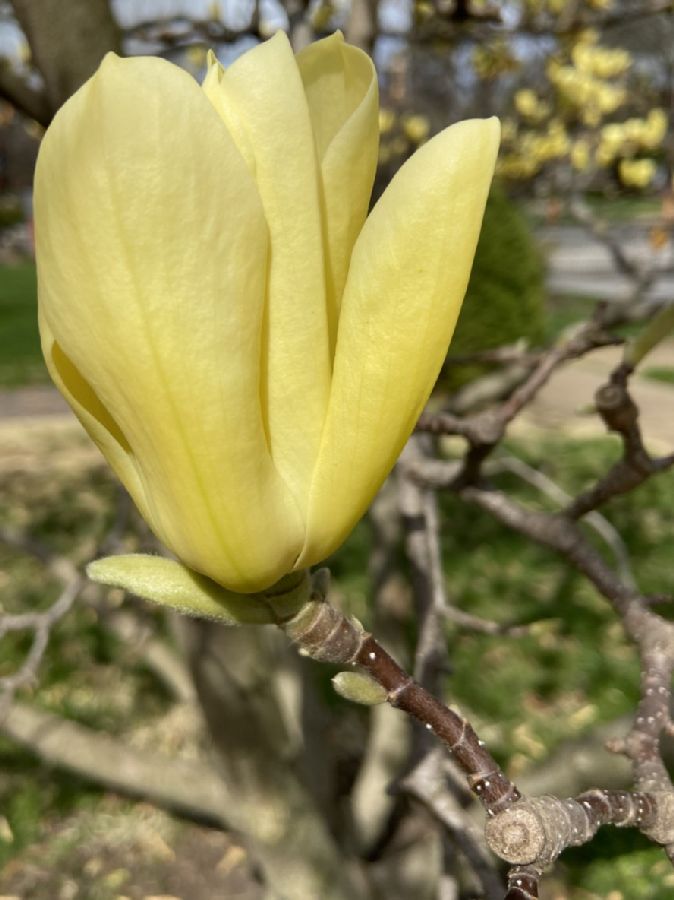 Magnoliaceae Magnolia liliflora