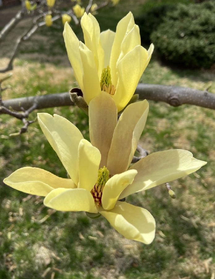 Magnoliaceae Magnolia liliflora