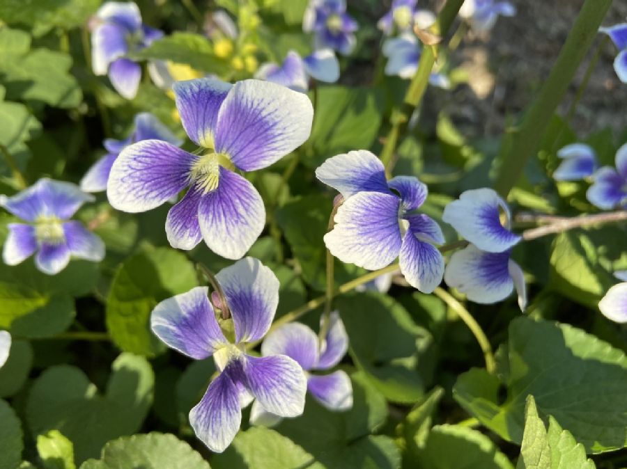 Violaceae Viola sororia