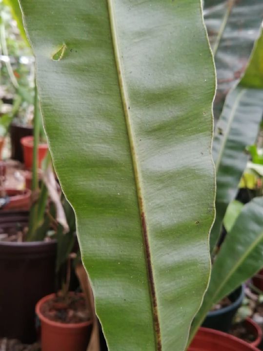 Dryopteridaceae Elaphoglossum 
