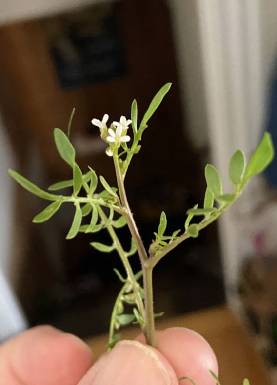 Brassicaceae Planodes virginicum