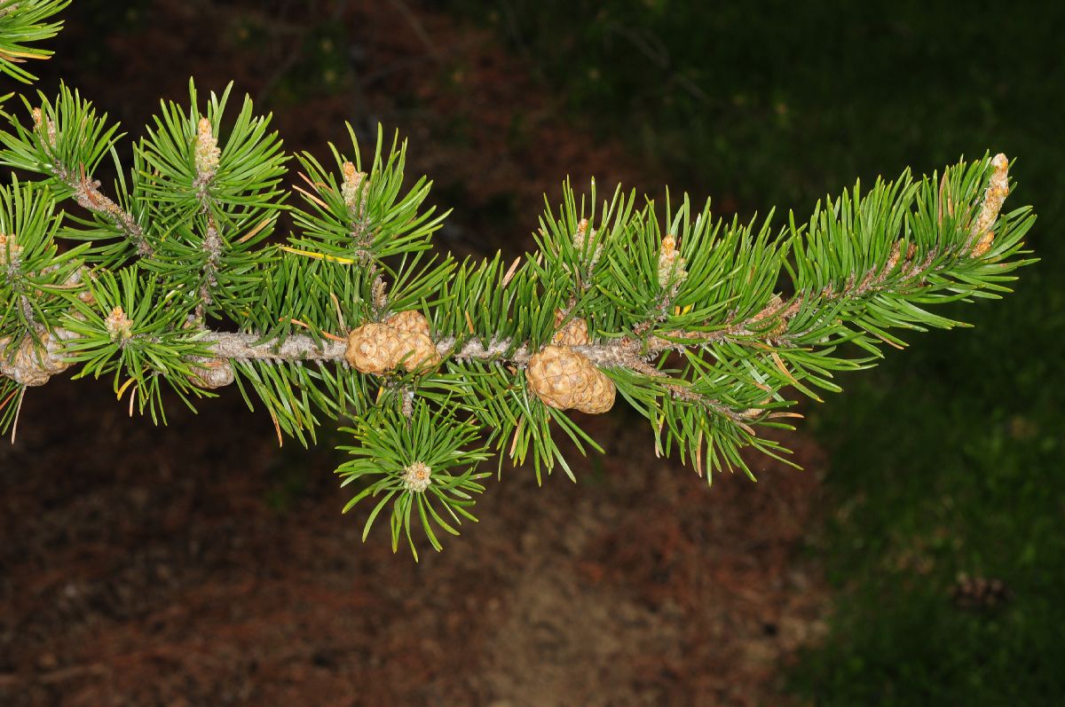 Pinaceae Pinus banksiana