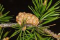 image of Pinus banksiana