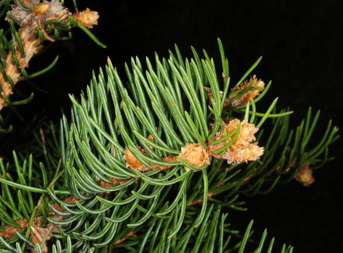 Pinaceae Picea asperata