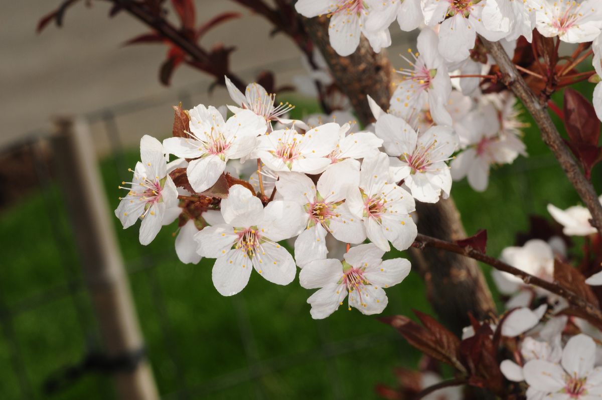 Rosaceae Prunus cerasifera