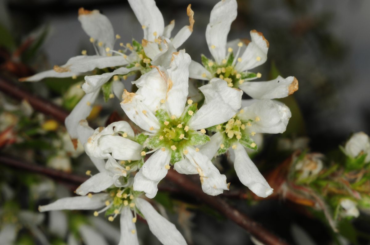 Rosaceae Amelanchier laevis