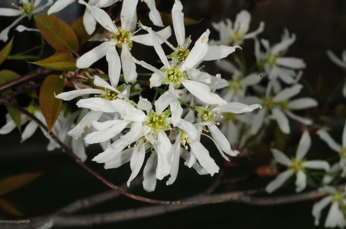 Rosaceae Amelanchier laevis