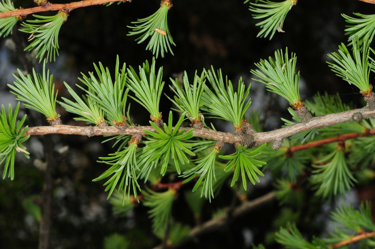 Pinaceae Larix gmelinii