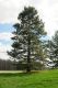 image of Pinus nigra