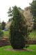 image of Juniperus communis