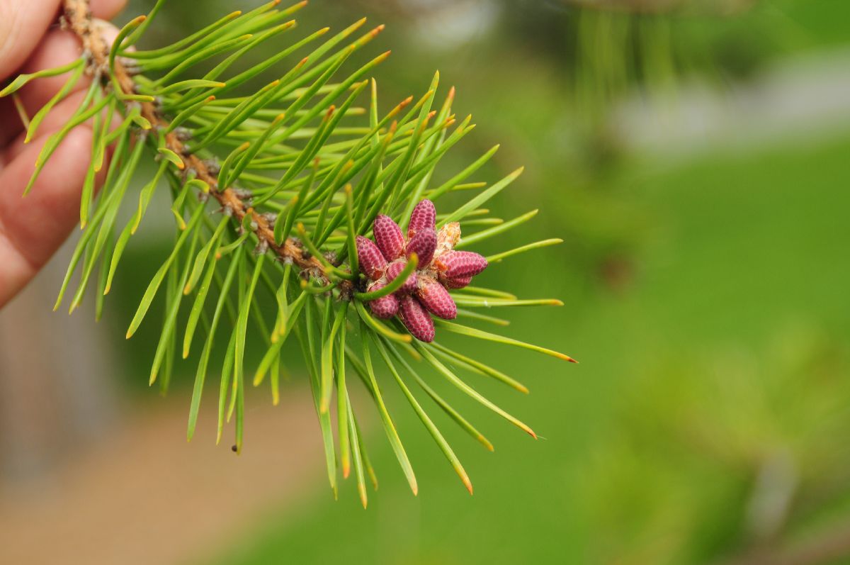 Pinaceae Pinus pungens