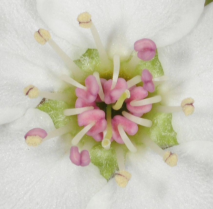 Rosaceae Pyrus calleryana