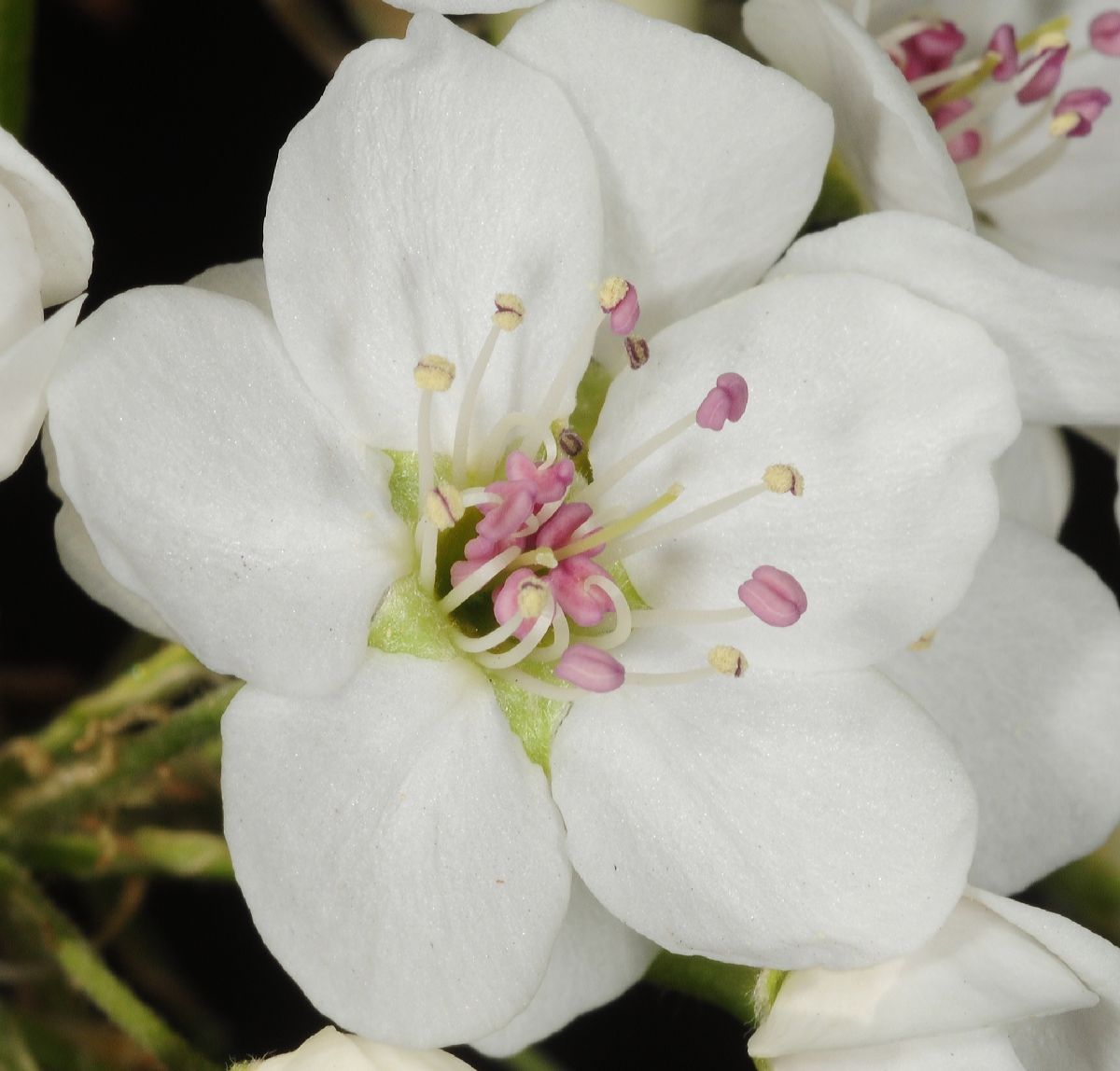 Rosaceae Pyrus calleryana