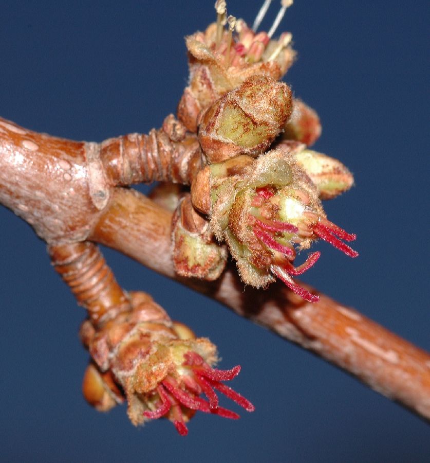 Aceraceae Acer saccharinum