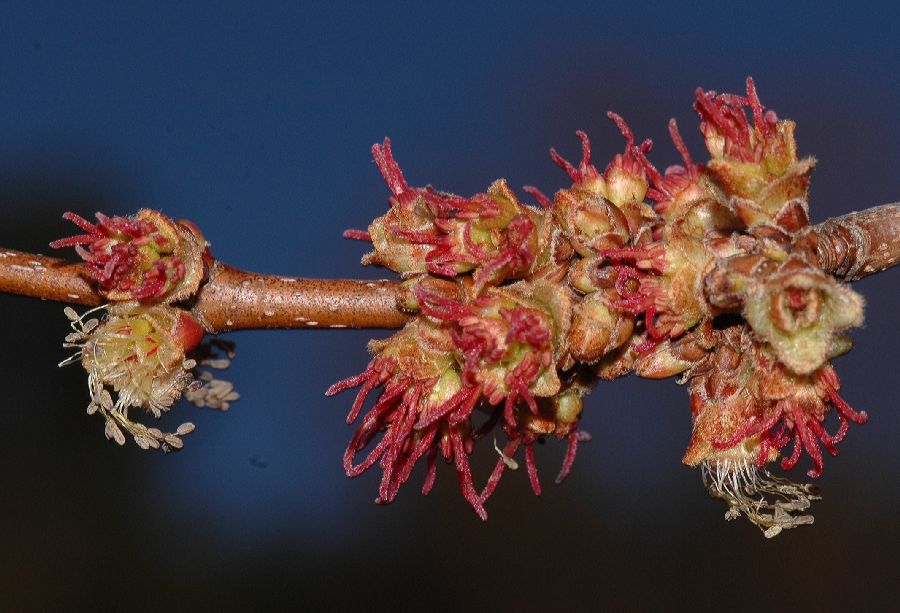 Aceraceae Acer saccharinum