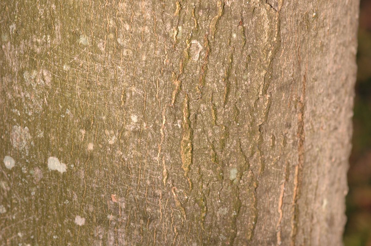 Aceraceae Acer rubrum