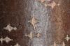 image of Sorbus intermedia