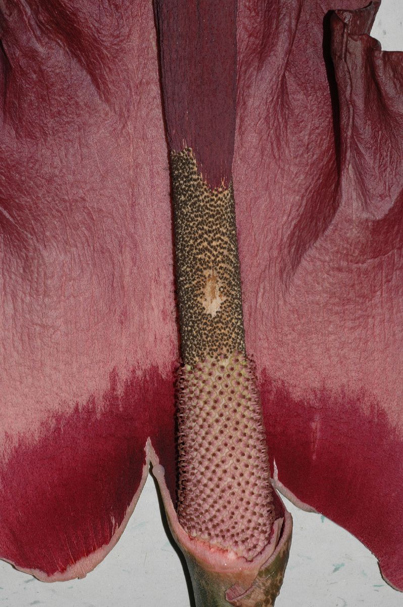 Araceae Amorphophallus konjac