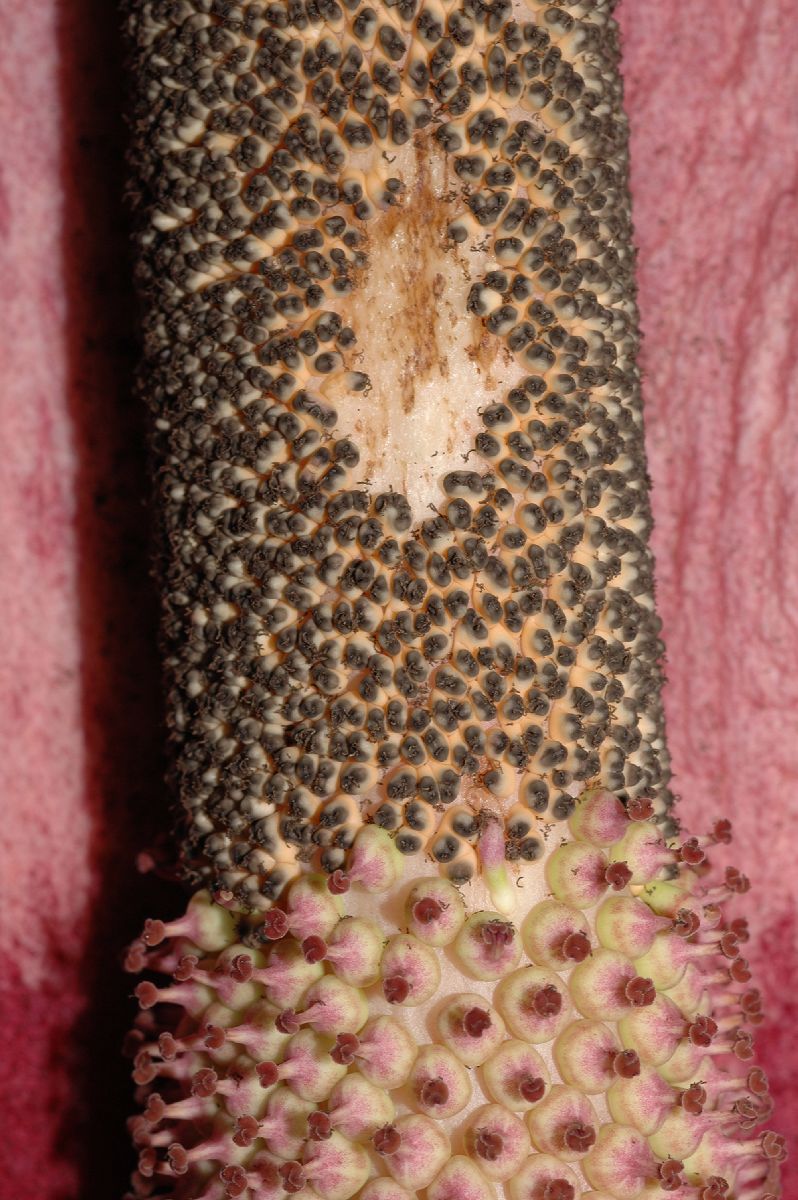 Araceae Amorphophallus konjac