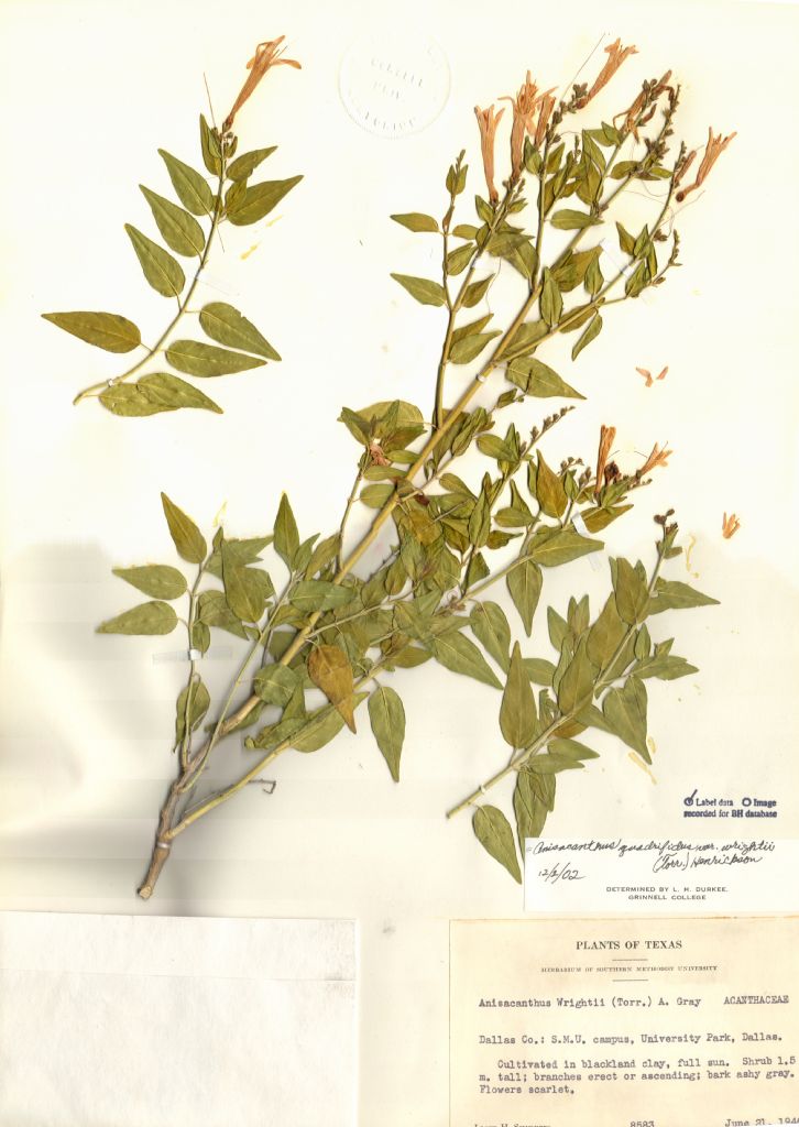 Acanthaceae Anisacanthus quadrifidus var. wrightii