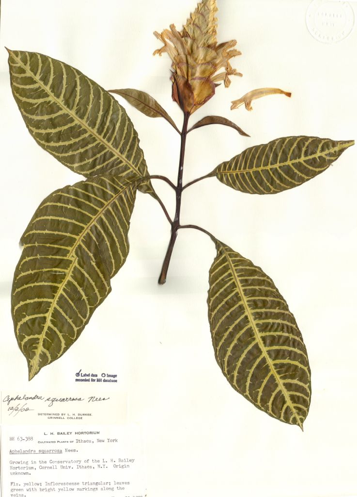 Acanthaceae Aphelandra squarrosa