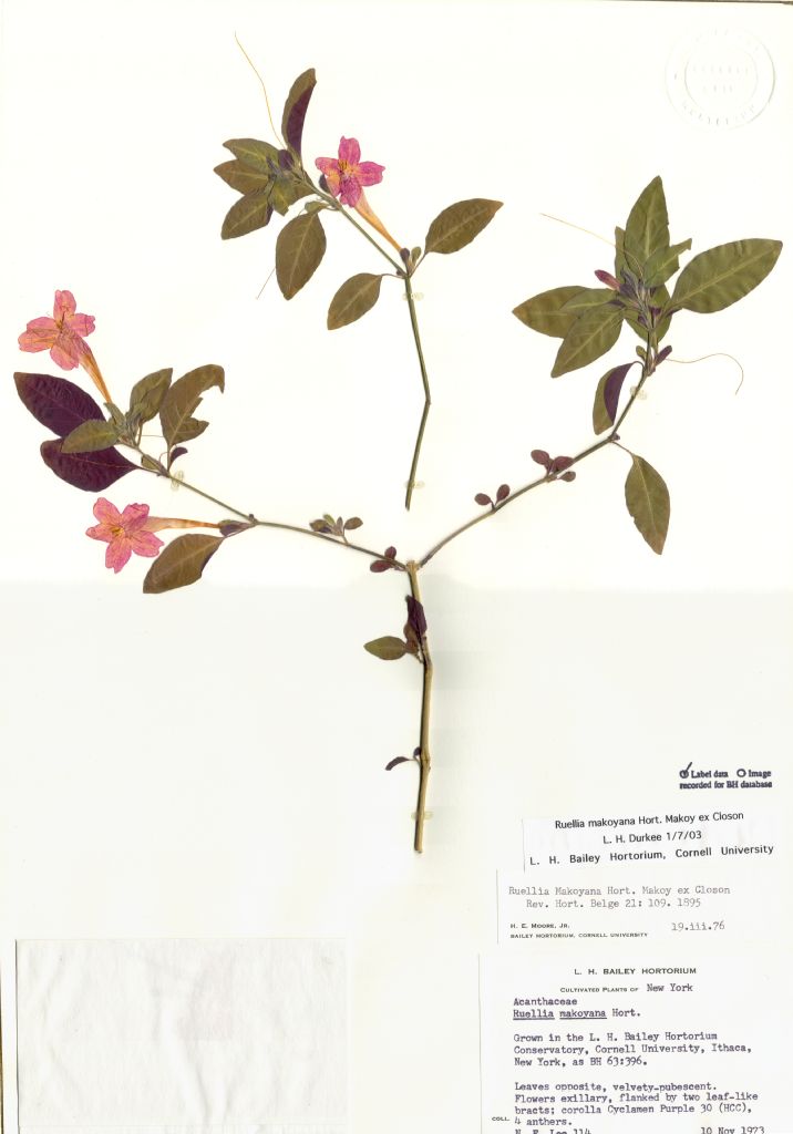 Acanthaceae Ruellia makoyana