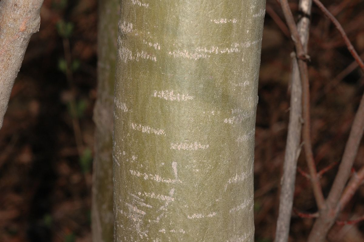 Salicaceae Populus tremuloides