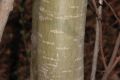 image of Populus tremuloides