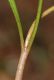 image of Claytonia virginica