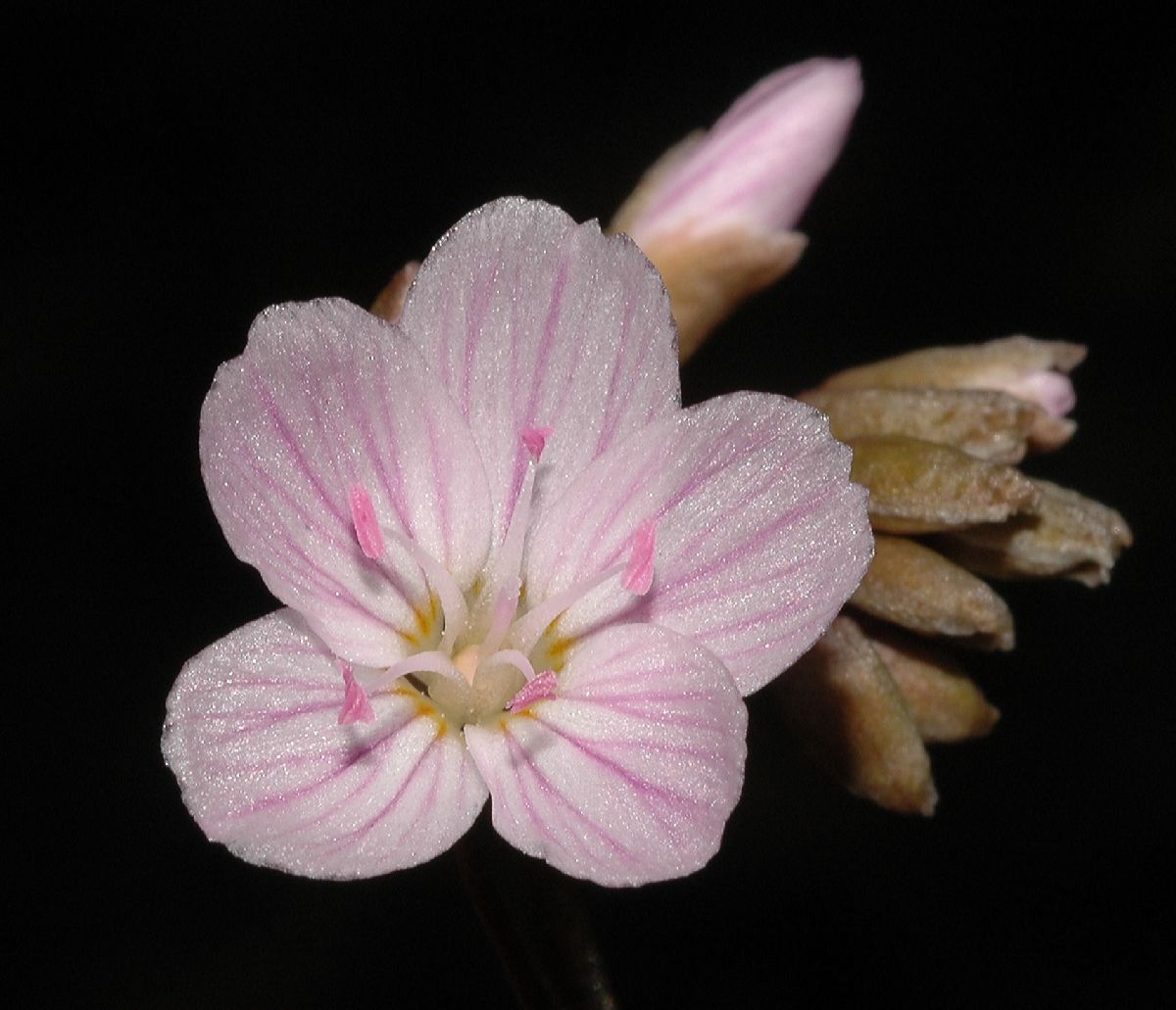 Montiaceae Claytonia virginica