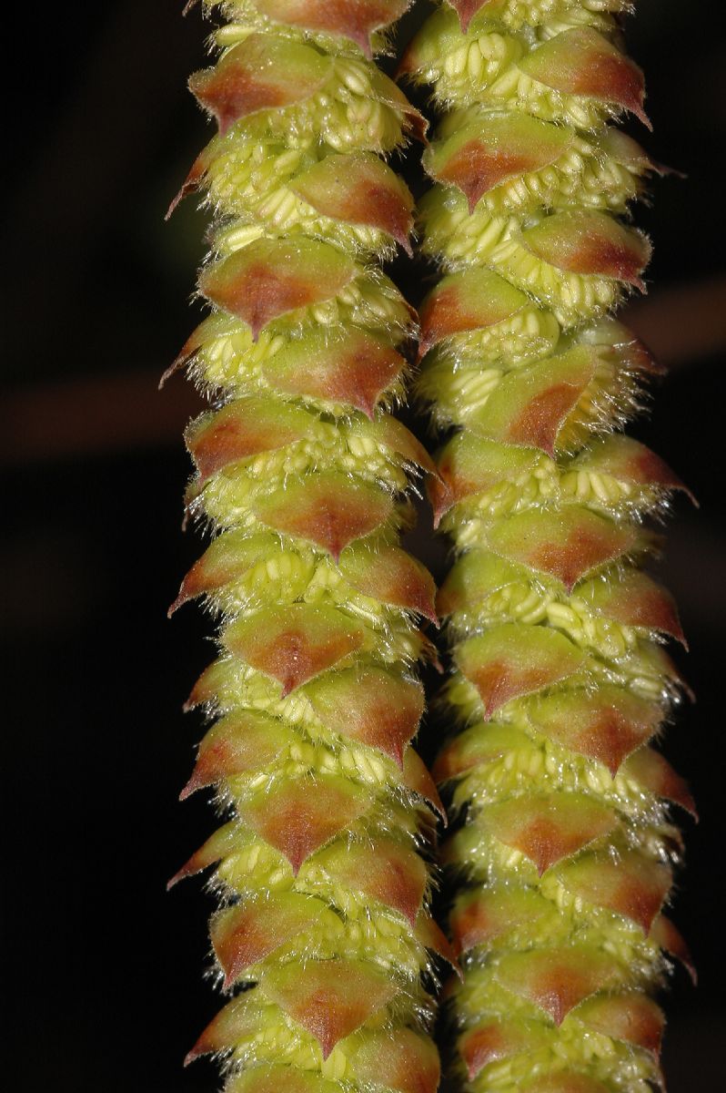 Betulaceae Ostrya virginiana