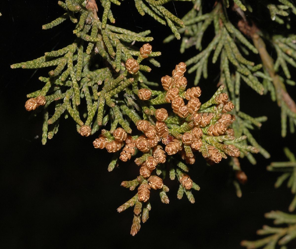 Cupressaceae Juniperus virginiana