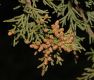 image of Juniperus virginiana