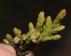 image of Juniperus virginiana