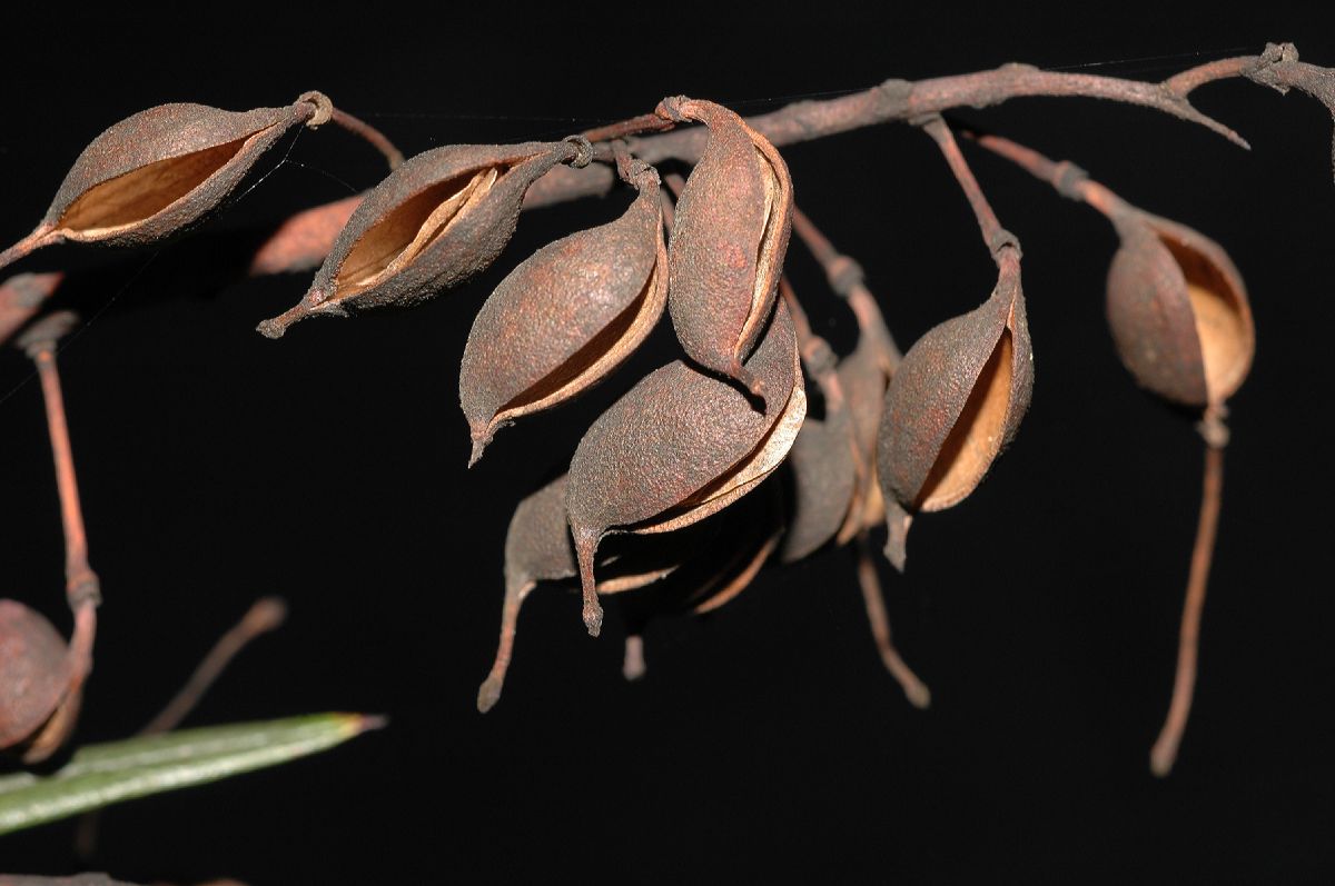 Proteaceae Grevillea robusta