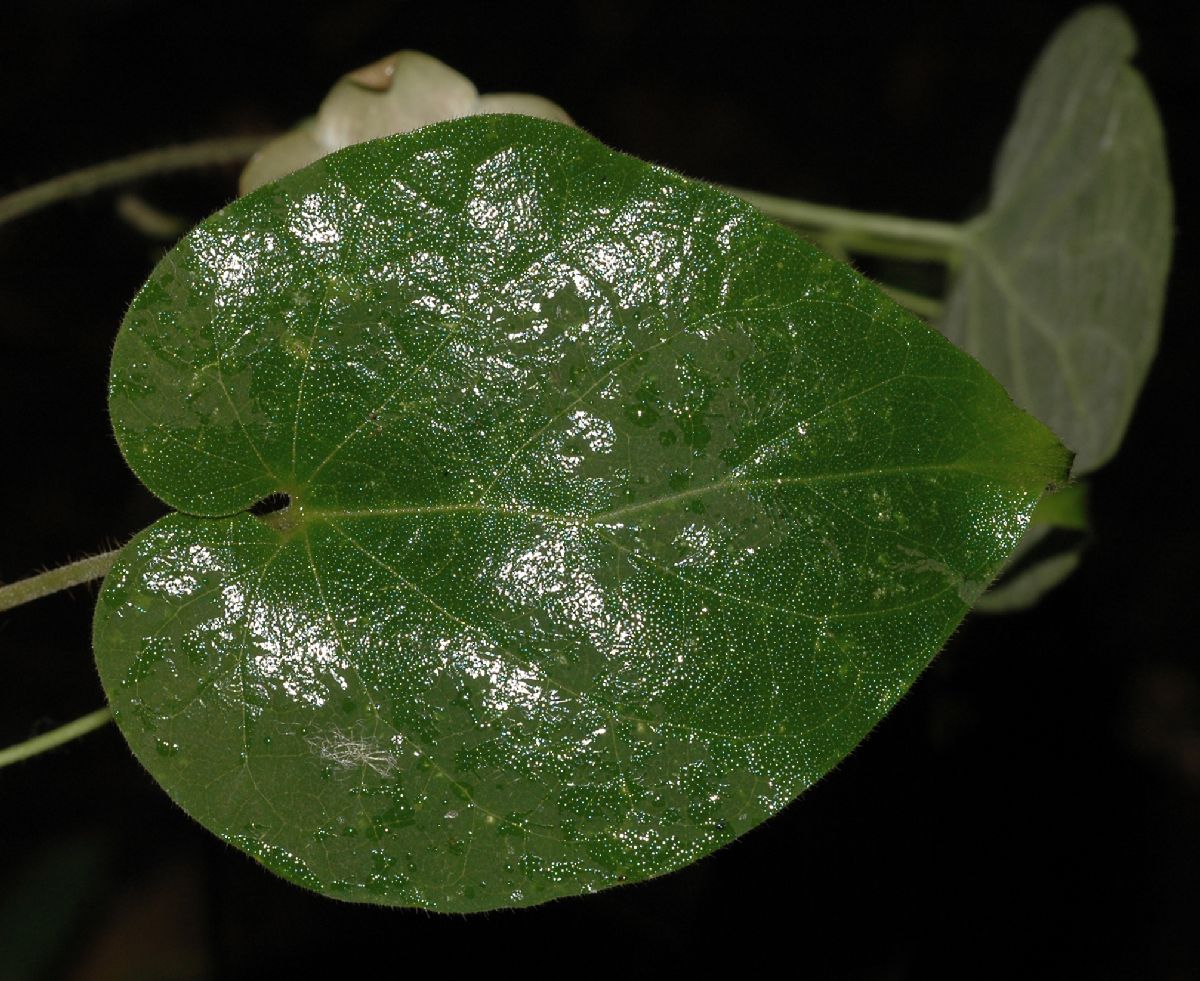 Apocynaceae Matelea quirosii