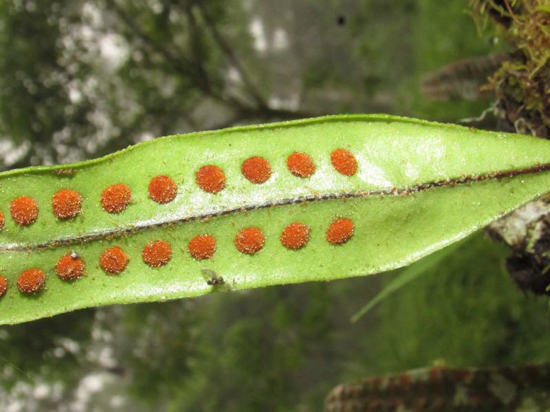 Polypodiaceae Microgramma percussa