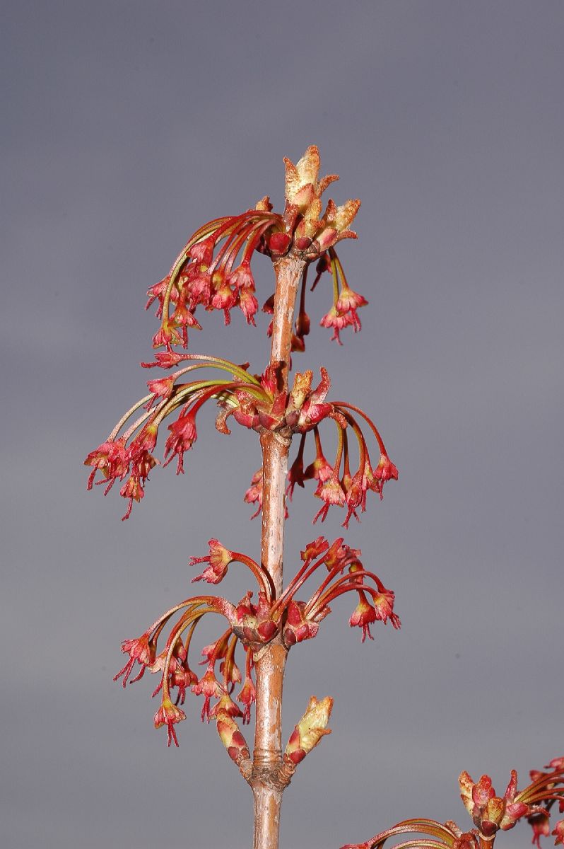 Aceraceae Acer rubrum