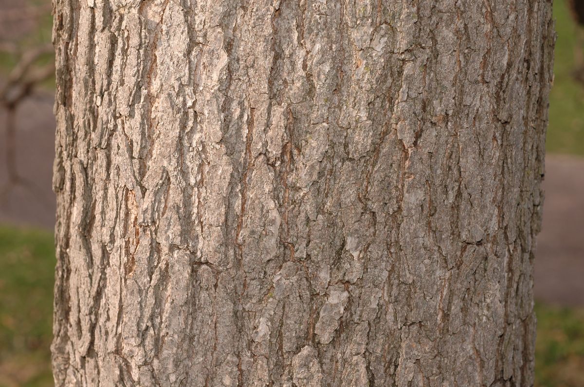Fagaceae Quercus bicolor