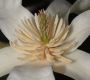 image of Magnolia kobus