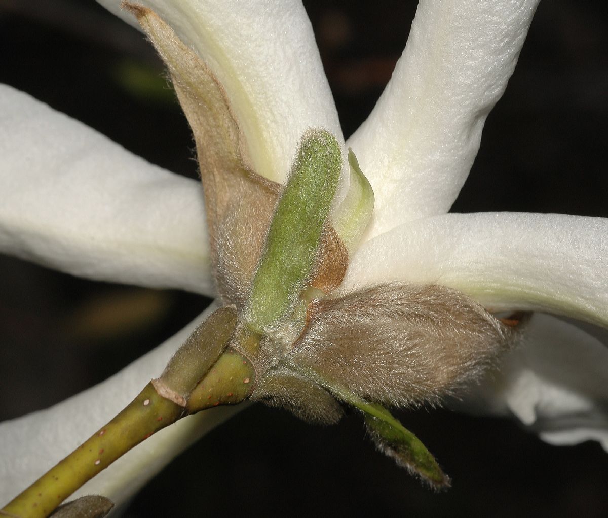 Magnoliaceae Magnolia kobus