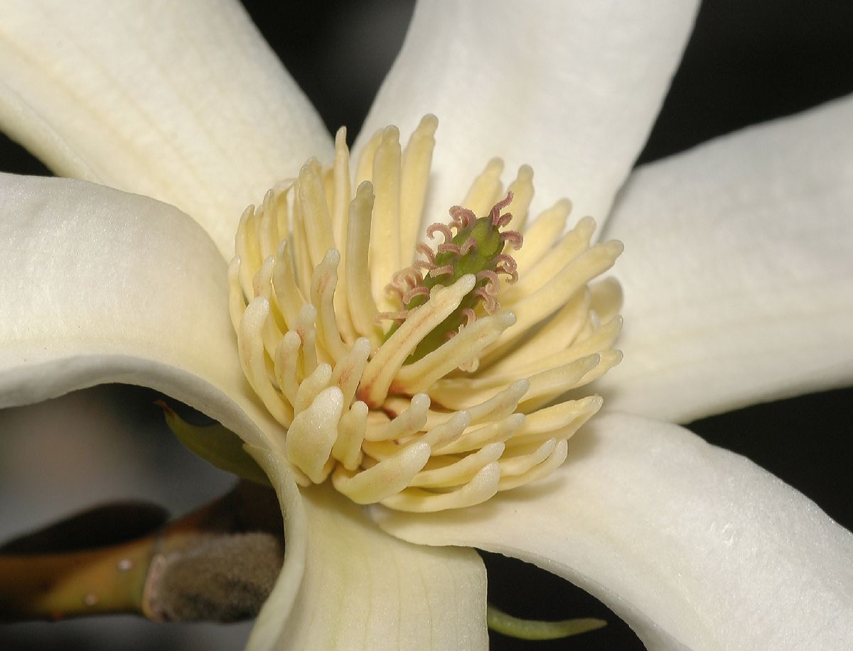 Magnoliaceae Magnolia kobus