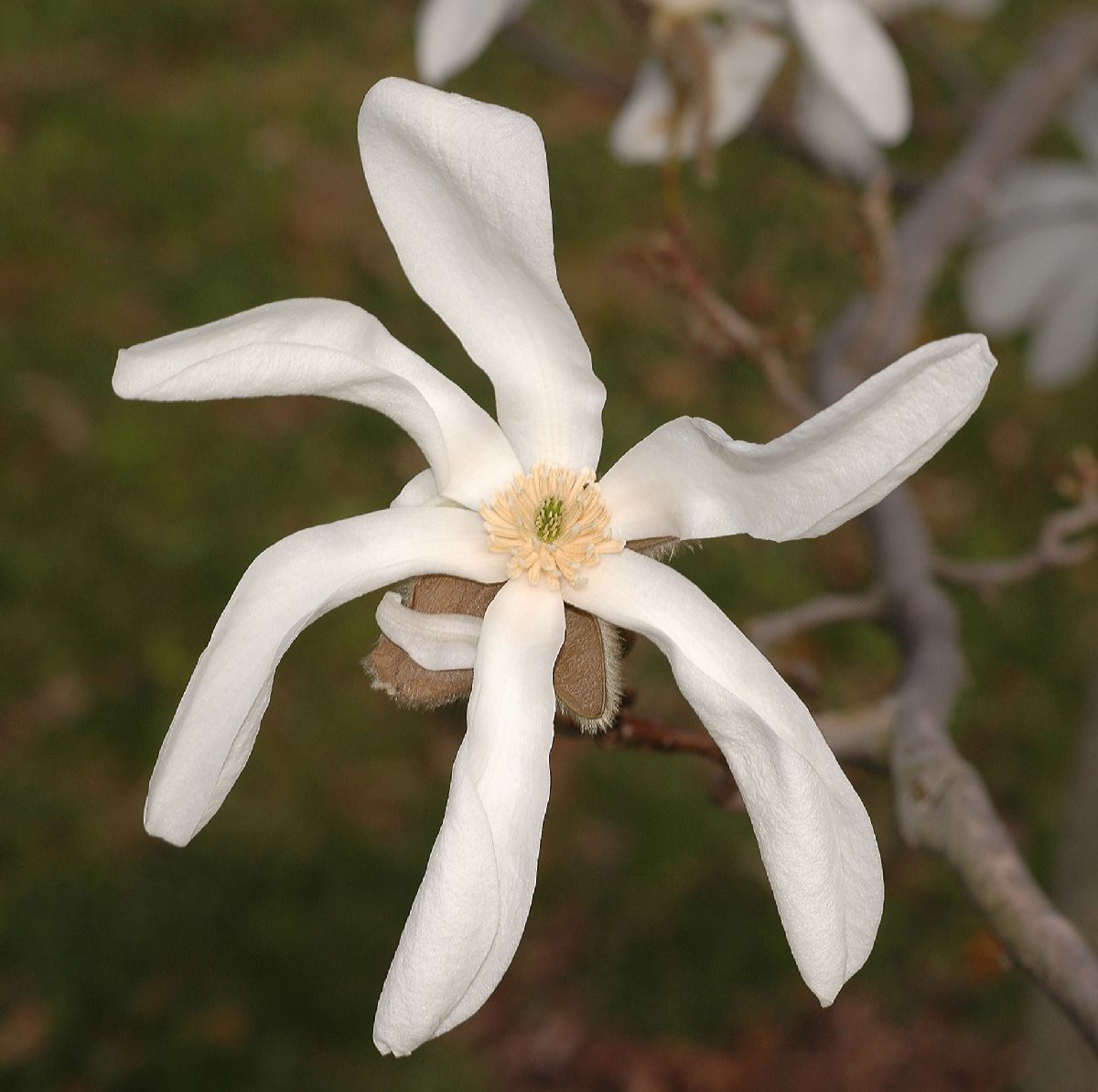 Magnoliaceae Magnolia salicifolia