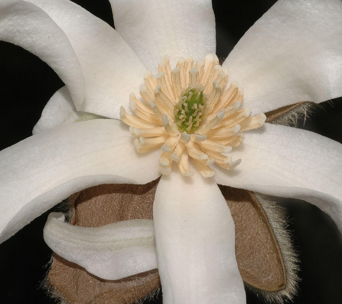 Magnoliaceae Magnolia salicifolia