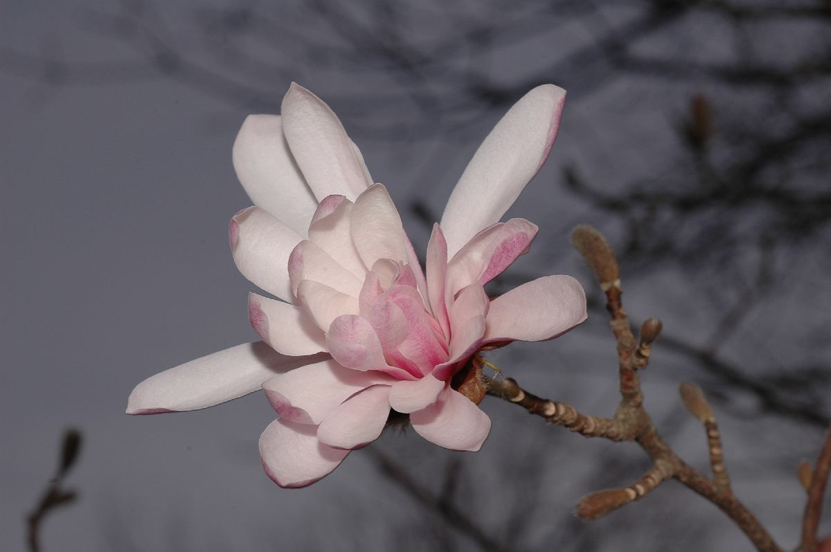 Magnoliaceae Magnolia kolbus
