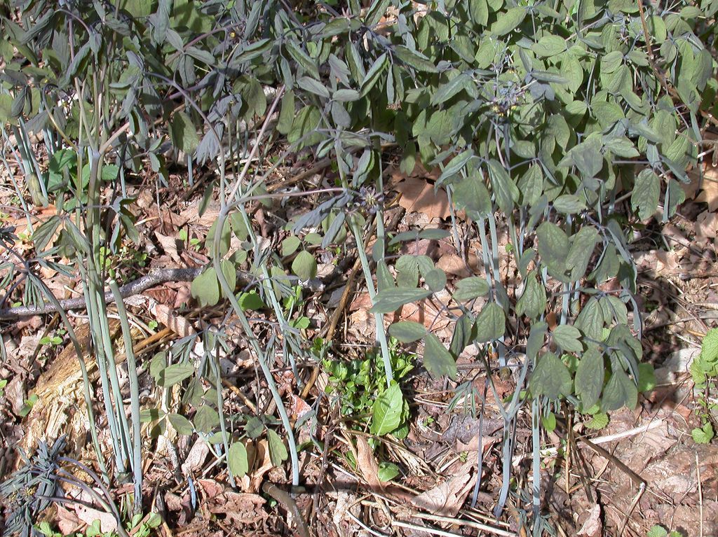 Berberidaceae Caulophyllum thalictroides