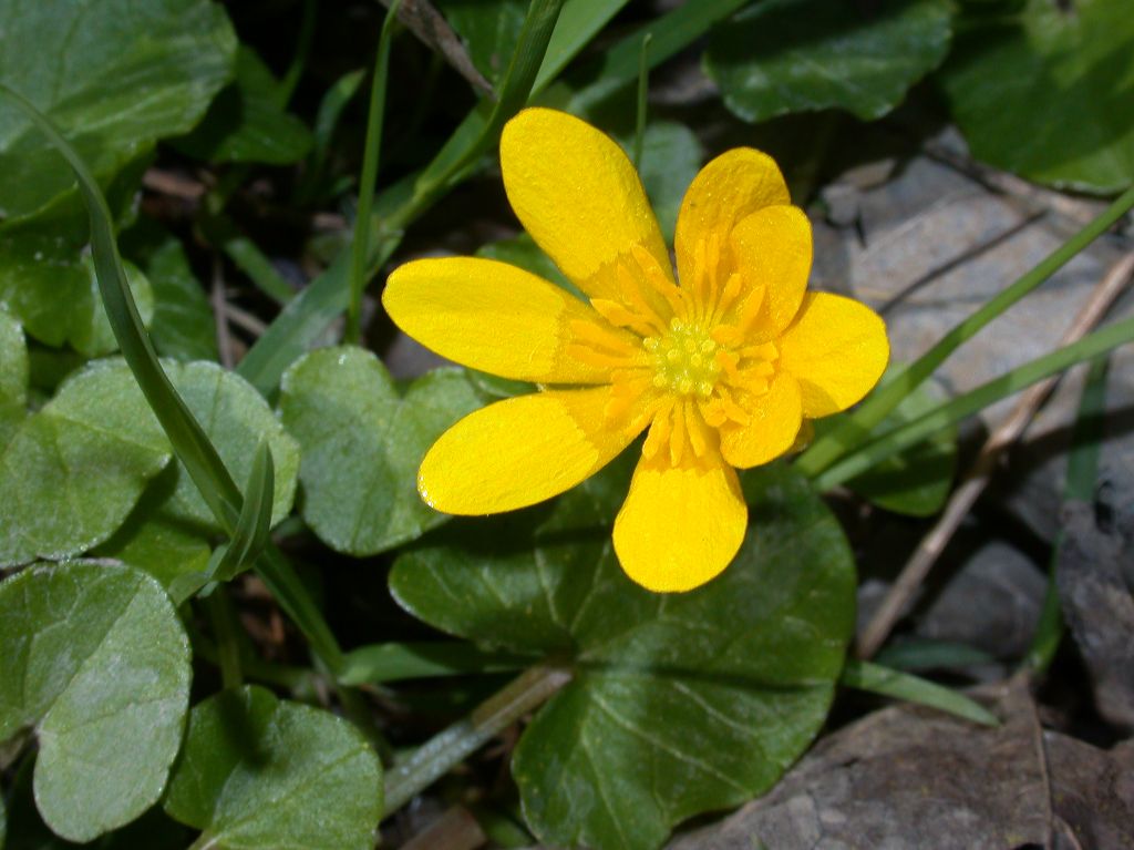 Ranunculaceae Ranunculus ficaria