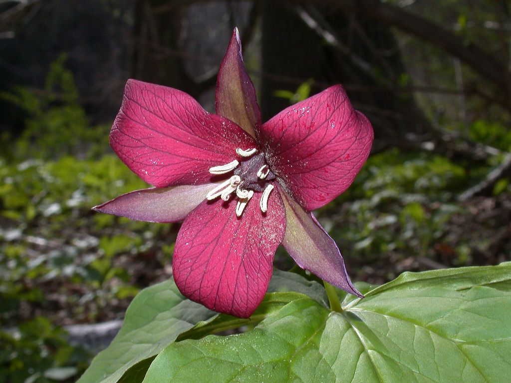 Melanthiaceae Trillium erectum