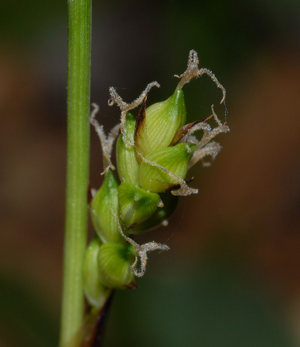 Juncaceae Luzula 