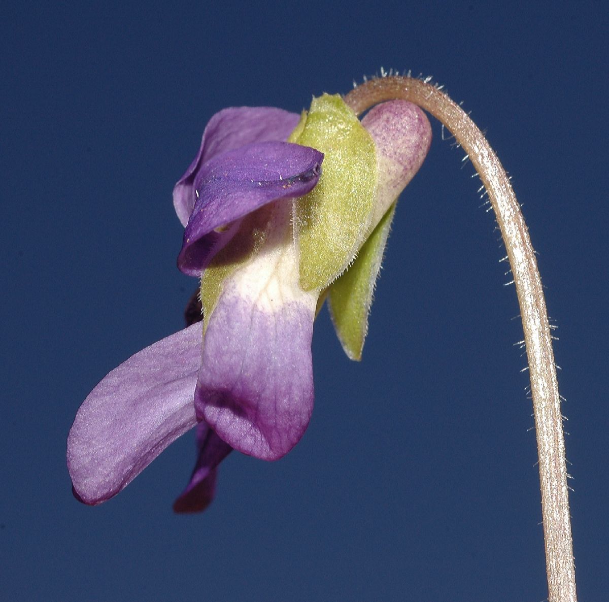 Violaceae Viola sororia